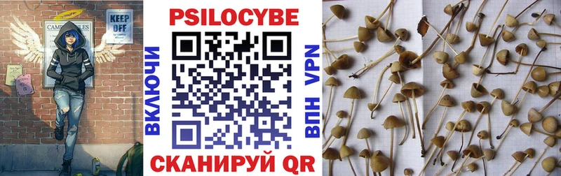Галлюциногенные грибы Psilocybe  Купить закладки  Будённовск 